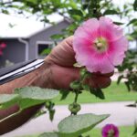 Cómo cosechar y almacenar semillas de malva correctamente
