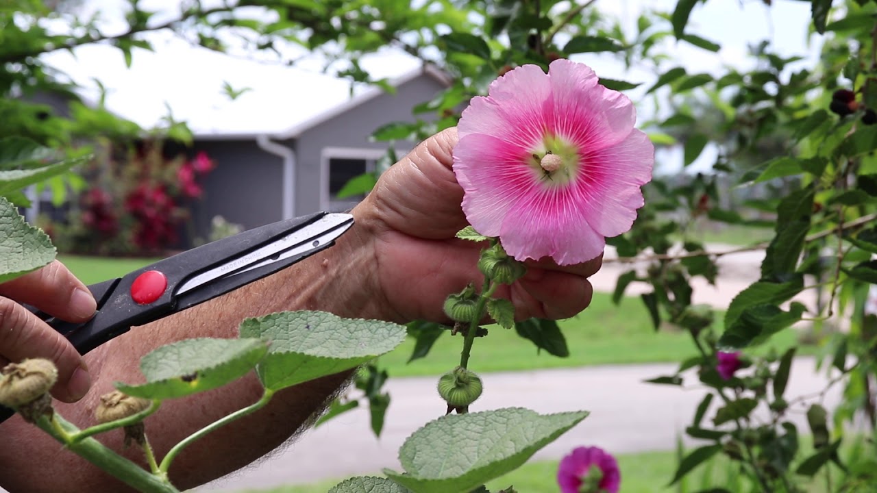 Cómo cosechar y almacenar semillas de malva correctamente