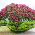 Cómo cosechar y guardar semillas de crape myrtle