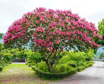 Cómo cosechar y guardar semillas de crape myrtle