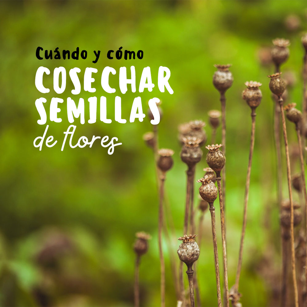 Cómo cosechar y propagar semillas de daylilies de forma exitosa