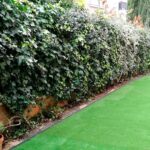 Cómo crear vallas con plantas que crecen sobre los cercados