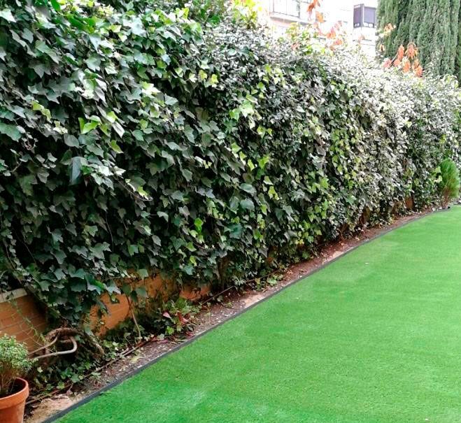 Cómo crear vallas con plantas que crecen sobre los cercados