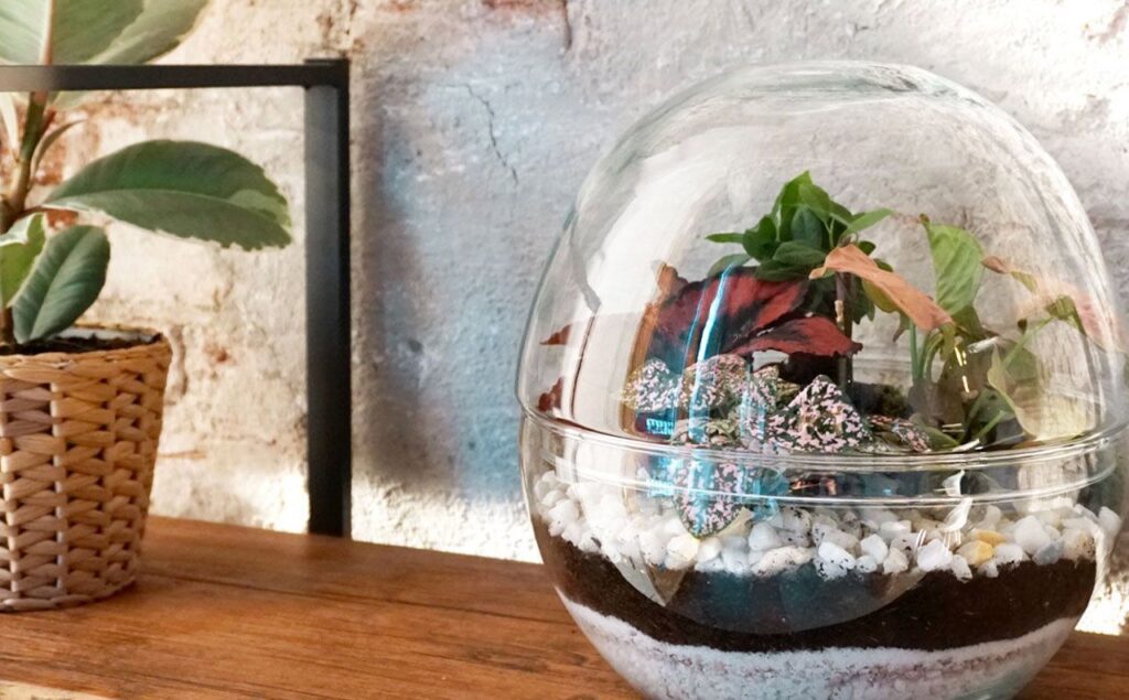 Cómo crear y mantener un terrario de suculentas en tu hogar