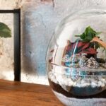 Cómo crear y mantener un terrario de suculentas en tu hogar