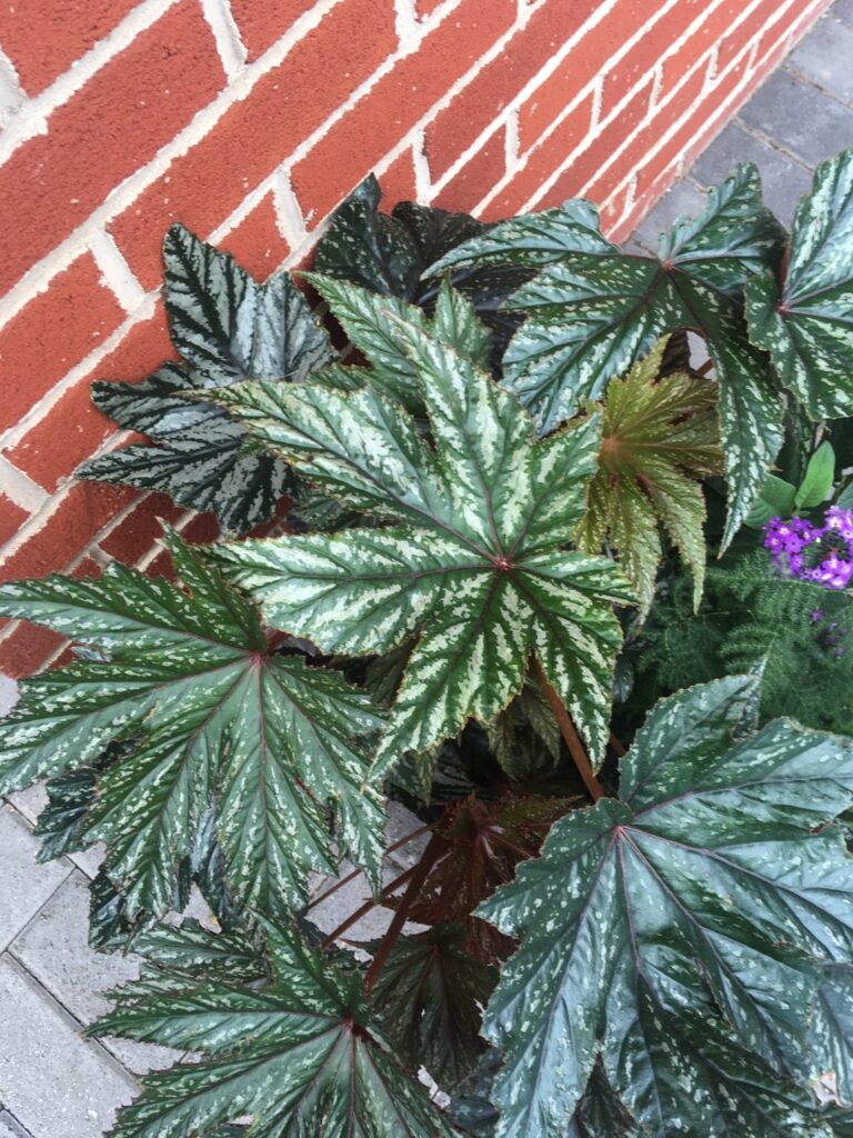 Cómo cuidar adecuadamente a la begonia Gryphon