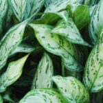 Cómo cuidar adecuadamente a tu planta de Chinese Evergreen