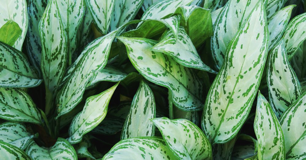 Cómo cuidar adecuadamente a tu planta de Chinese Evergreen