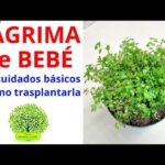 Cómo cuidar adecuadamente la planta bebé-lágrima en tu hogar