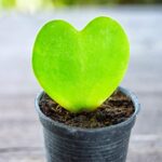 Cómo cuidar adecuadamente la planta de corazón dulce hoya
