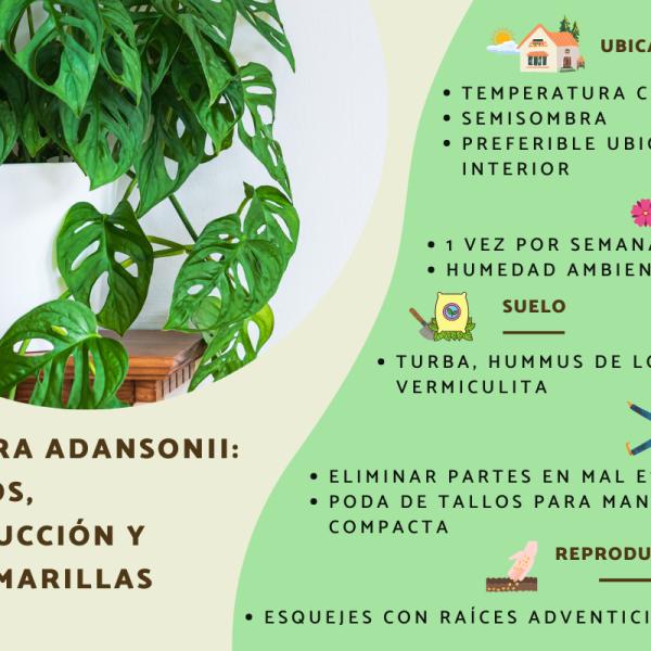 Cómo cuidar adecuadamente la planta de Katniss y sus raíces