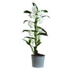 Cómo cuidar adecuadamente la planta Dendrobium