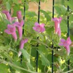 Cómo cuidar adecuadamente la planta Lophospermum