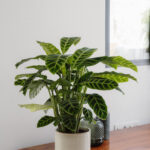 Cómo cuidar adecuadamente las Calatheas al aire libre