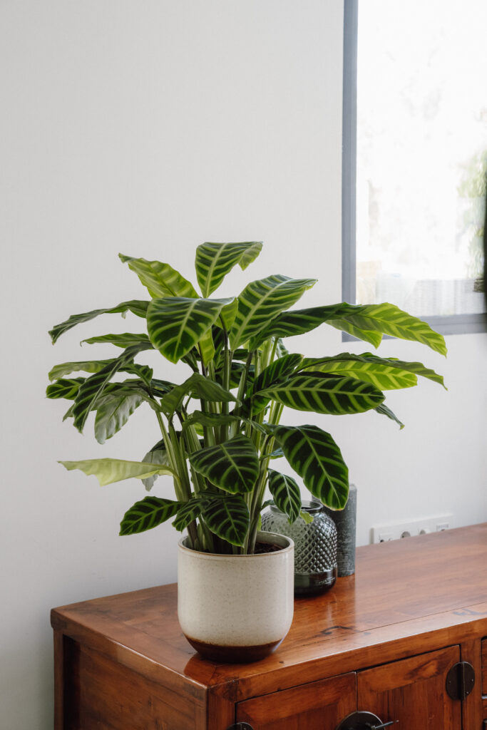 Cómo cuidar adecuadamente las Calatheas al aire libre