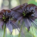 Cómo cuidar adecuadamente las flores murciélago (Tacca)