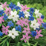 Cómo cuidar adecuadamente las Ipheion Starflower en primavera
