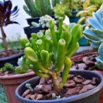 Cómo cuidar adecuadamente las plantas crasas Gollum Jade