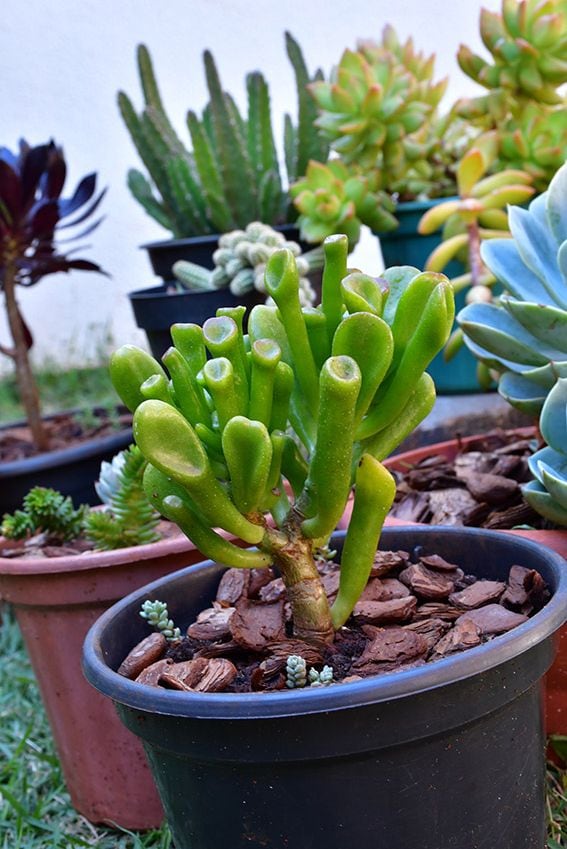 Cómo cuidar adecuadamente las plantas crasas Gollum Jade