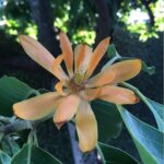Cómo cuidar adecuadamente las plantas de champaca fragante