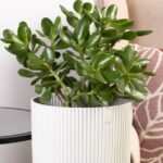 Cómo cuidar adecuadamente las plantas de jade chinas en casa