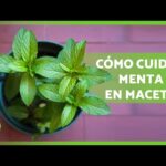 Cómo cuidar adecuadamente las plantas de menta jengibre en casa