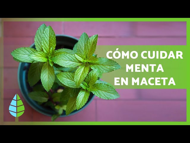 Cómo cuidar adecuadamente las plantas de menta jengibre en casa