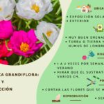 Cómo cuidar adecuadamente las Portulacas en macetas