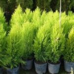 Cómo cuidar adecuadamente los pinos enanos en el jardín