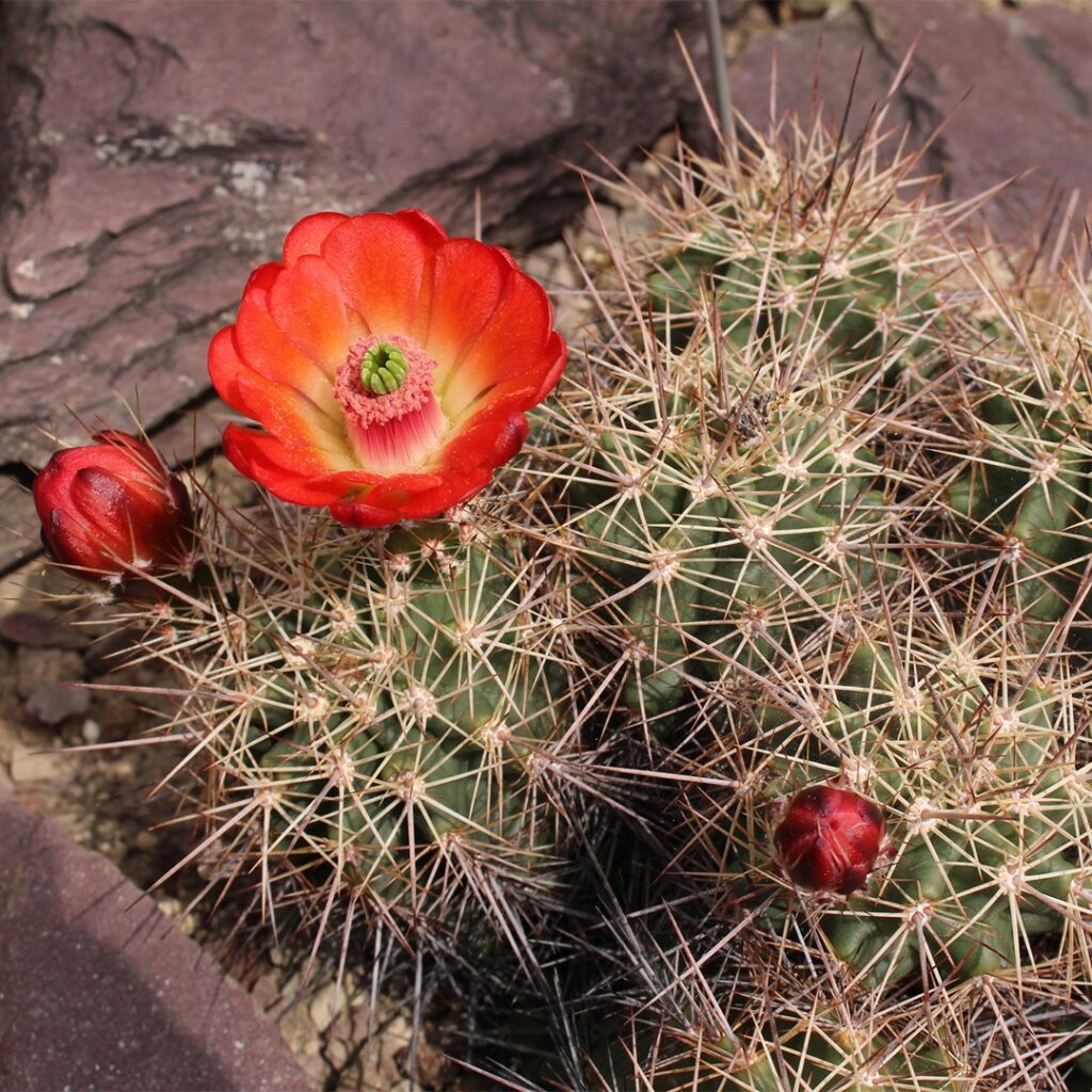 Cómo cuidar adecuadamente un cactus erizo Claret Cup