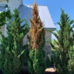 Cómo cuidar adecuadamente un ciprés hinoki en casa o jardín