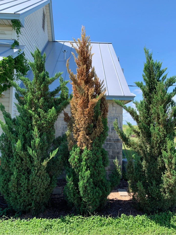Cómo cuidar adecuadamente un ciprés hinoki en casa o jardín