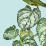 Cómo cuidar adecuadamente un Philodendron Brandtianum en casa