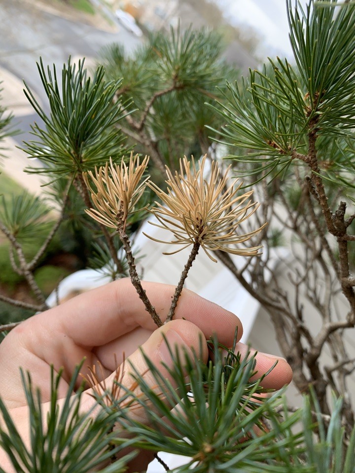 Cómo cuidar adecuadamente un pino piñonero en tu jardín