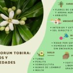 Cómo cuidar adecuadamente un Pittosporum japonés