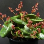 Cómo cuidar adecuadamente una Crassula Umbella Wine Cup