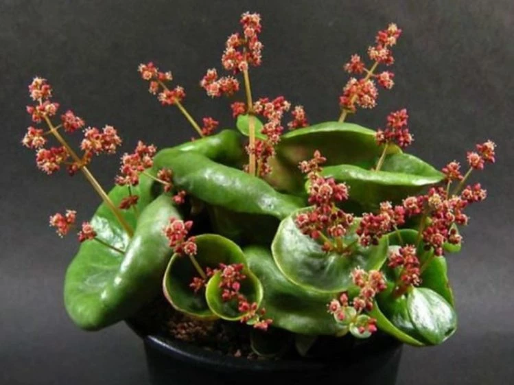 Cómo cuidar adecuadamente una Crassula Umbella Wine Cup
