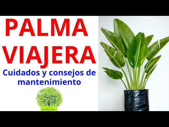 Cómo cuidar adecuadamente una palma viajera en casa