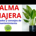 Cómo cuidar adecuadamente una palma viajera en casa