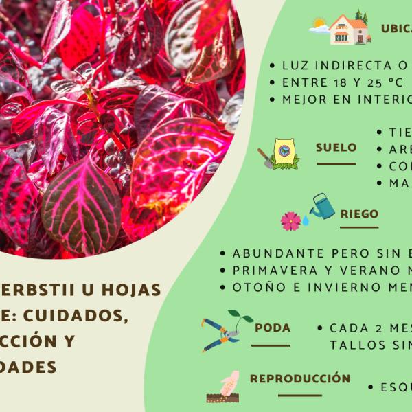 Cómo cuidar adecuadamente una planta Bloodleaf (Iresine)