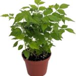 Cómo cuidar adecuadamente una planta China Doll en casa