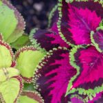 Cómo cuidar adecuadamente una planta Coleus Decurrens Gürke