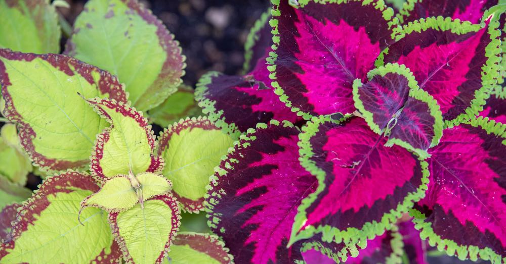Cómo cuidar adecuadamente una planta Coleus Decurrens Gürke