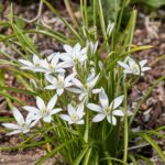 Cómo cuidar adecuadamente una planta de Estrella de Belén