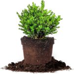 Cómo cuidar adecuadamente una planta de Wintermint