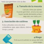 Cómo cuidar adecuadamente y cultivar Chantenay Carrots