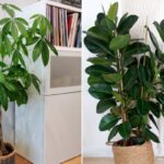 Cómo cuidar árboles de hoja perenne en interiores