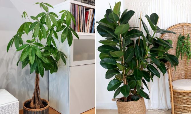 Cómo cuidar árboles de hoja perenne en interiores