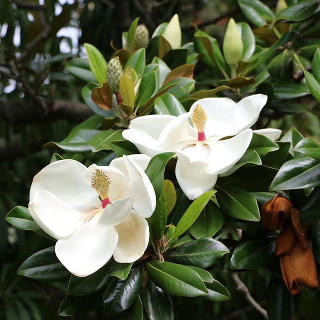 Cómo cuidar árboles de Magnolia y tratar enfermedades