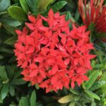 Cómo cuidar arbustos de Ixora para un jardín exuberante
